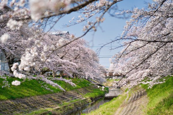 Beautiful cherry blossom trees in full bloom along a serene canal, capturing the essence of spring. Anime 4K