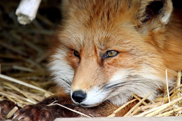 Beautiful close-up of a red fox peacefully resting on straw, showcasing its vibrant fur. Animaux 4K