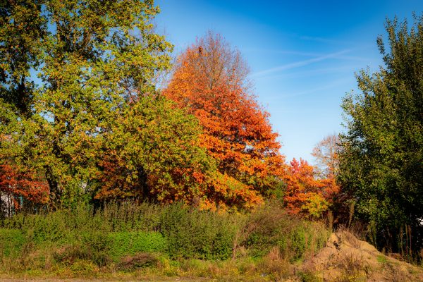 Beautiful fall scenery with vibrant orange and green foliage under a clear blue sky. Abstrait 4K
