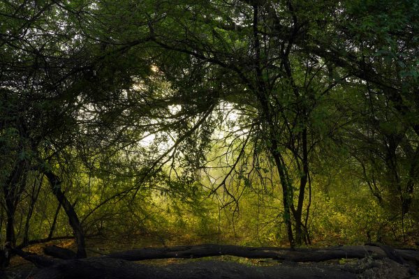 Beautiful forest scene with sunlit foliage, creating a tranquil autumn ambiance. Nature 4K