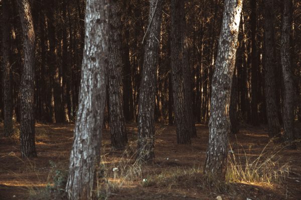 Beautiful forest view with sunlit tree trunks, capturing a tranquil natural atmosphere. Dark 4K