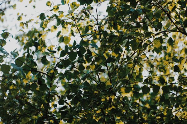 Beautiful green leaves basking in natural sunlight, capturing the essence of spring. Nature 4K