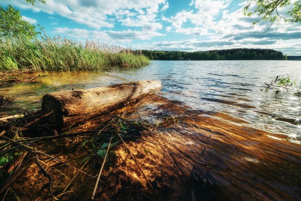 Beautiful lake view with reflections, reeds, and a sunlit tree log by the lakeshore. Nature 4K