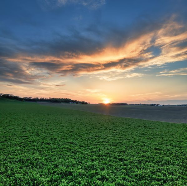 Beautiful rural sunset over a green field in Minnesota countryside. Nature 4K