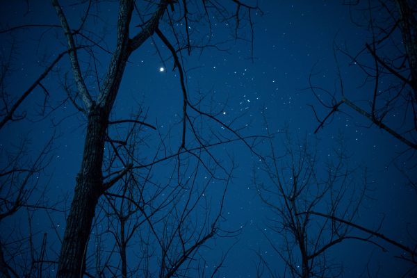 Beautiful starry night sky viewed through silhouetted bare trees creating a peaceful evening scene. Espace 4K