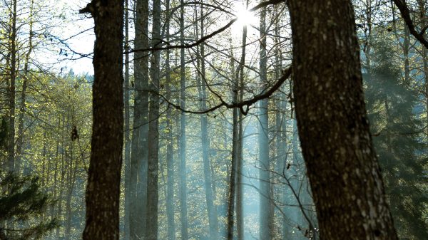 Beautiful sun rays filtering through the forest trees in Güvercinli, Turkey, creating a serene atmosphere. Nature 4K