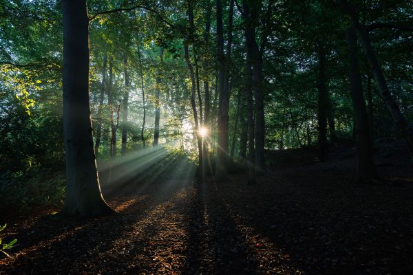 Beautiful sunlight filtering through lush trees in a peaceful forest setting. Nature 4K
