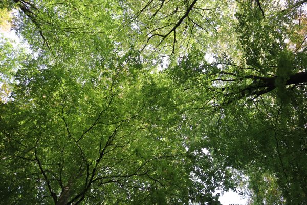 Beautiful view of green tree canopy in Vejle forest on a sunny day. Nature 4K