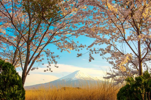 Beautiful view of Mount Fuji framed by cherry blossoms in Fujikawaguchiko, Japan. Anime 4K