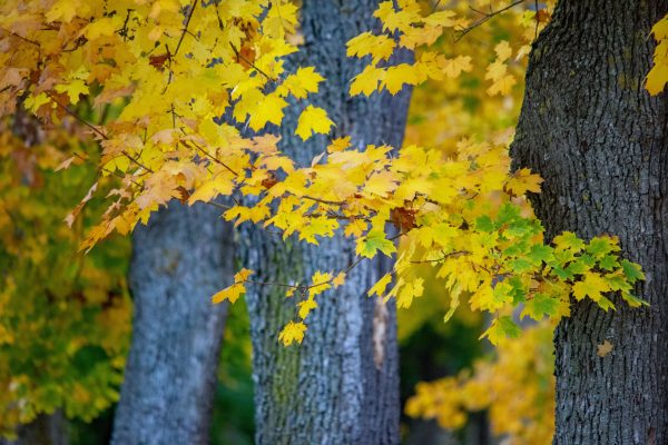 Beautiful yellow autumn leaves on tree branches in Ingolstadt park, capturing fall's vivid colors. Abstrait 4K