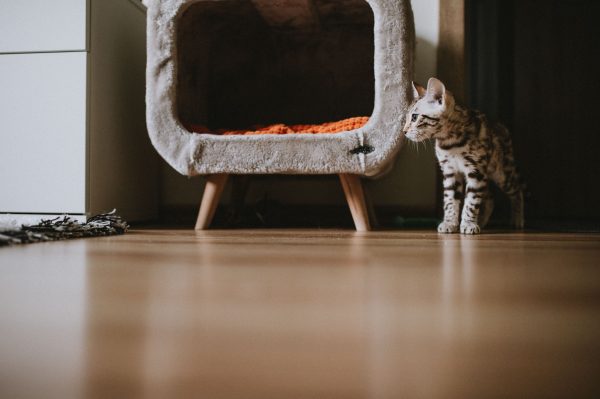 Bengal kitten standing next to a cozy pet bed in a modern apartment interior. Nature 4K