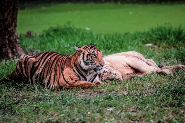 Bengal tiger resting in lush green setting, showcasing natural beauty. Animaux 4K