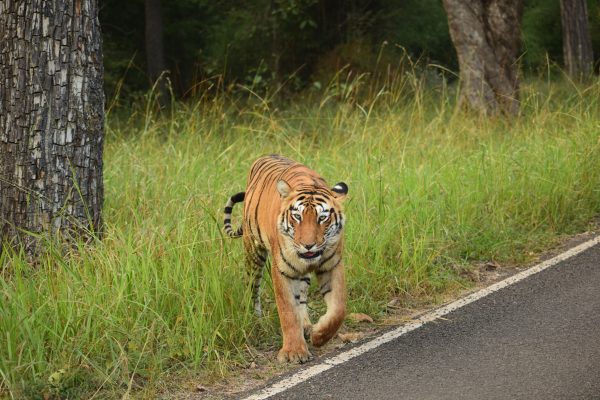 Bengal tiger walking on the road in a forest, showcasing wildlife in natural habitat. Animaux 4K