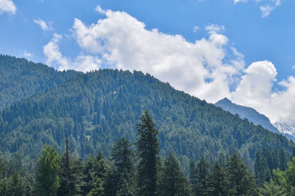 Breathtaking view of lush green forest and mountains under a clear blue sky in Kashmir, India. Nature 4K