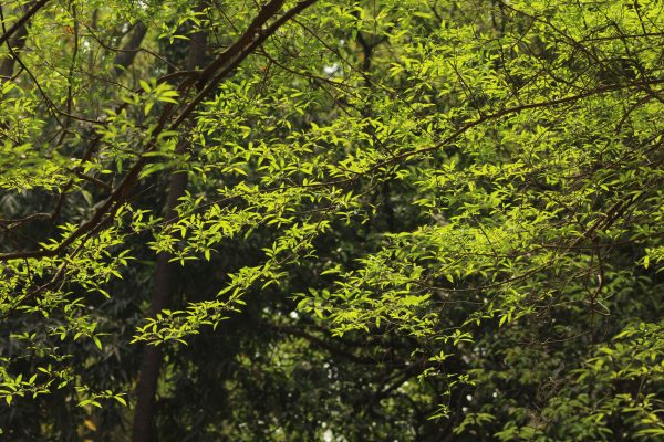Bright green leaves fill the branches of a tree, capturing the essence of a thriving forest scene. Nature 4K
