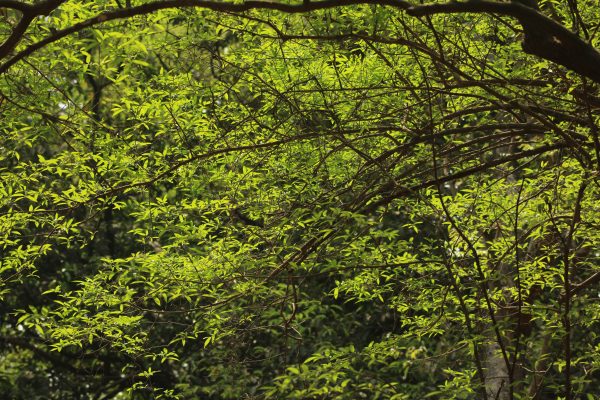 Bright green tree leaves and branches in sunlight in a forest setting. Nature 4K