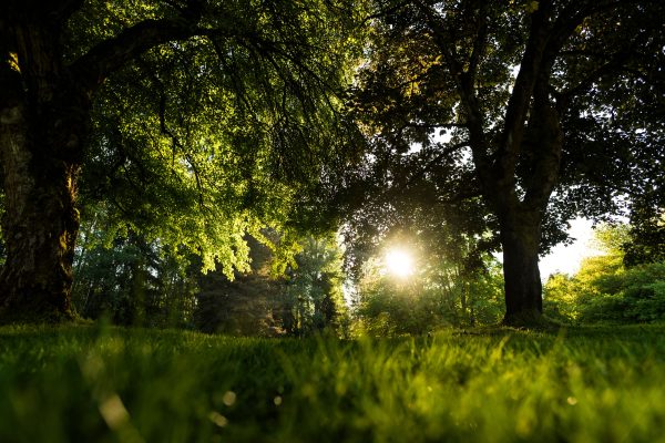 Bright sun peeking through lush green forest trees, creating a serene natural view. Nature 4K