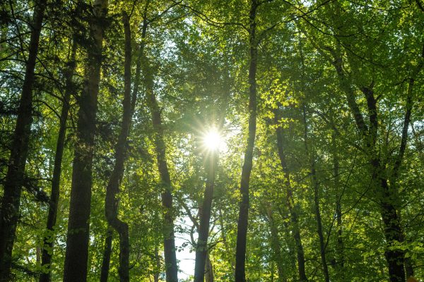 Bright sunlight filtering through lush green forest foliage in summer. Nature 4K