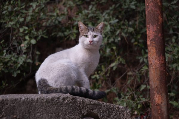 Calm alley cat sitting on a stone ledge surrounded by greenery in İzmir, Türkiye. Nature 4K