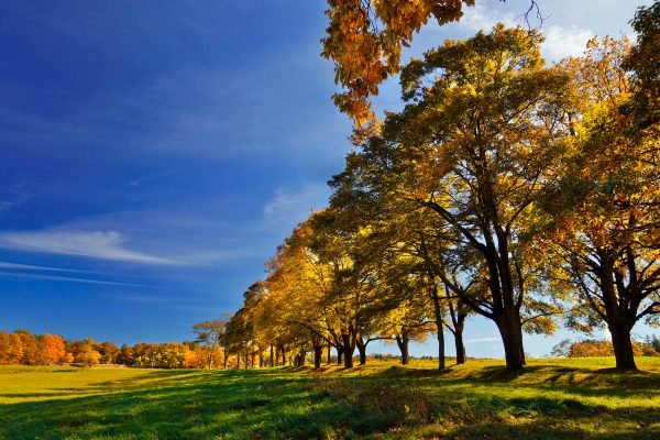 Captivating autumn scene with golden foliage under a bright blue sky in Ipswich, MA. Abstrait 4K