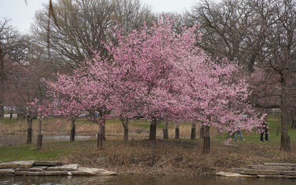 Captivating cherry blossoms in full bloom by a serene park pond in Chicago, showcasing spring's beauty. Anime 4K