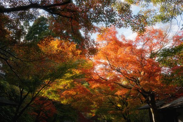 Captivating display of vibrant autumn foliage with colorful leaves in a serene outdoor setting. Abstrait 4K