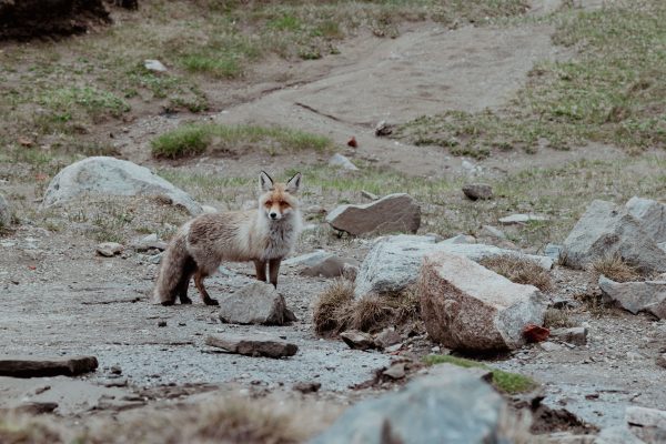 Captivating image of a red fox standing among rocks in the wild landscape of Bușteni, Romania. Animaux 4K