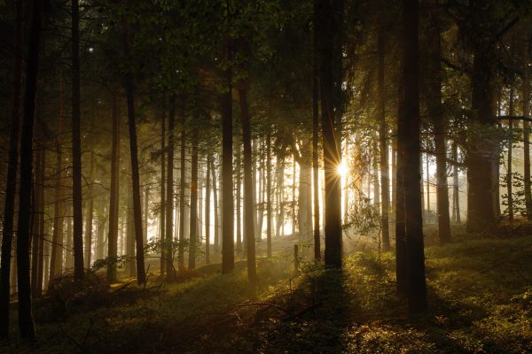 Captivating sunbeams piercing through a misty forest, creating a serene atmosphere. Nature 4K