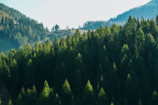 Captivating view of lush green alpine forest in the European mountains. Nature 4K