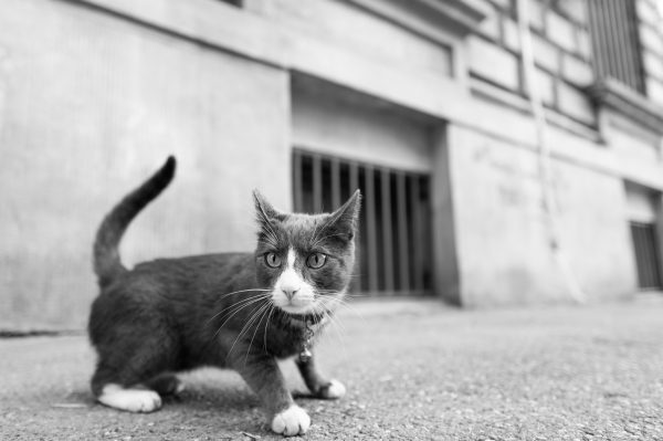 Charming black and white portrait of a curious stray cat on a sidewalk. Nature 4K