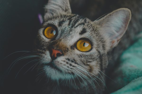 Charming close-up of a tabby cat with striking yellow eyes, looking curious. Nature 4K