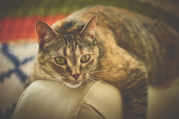 Charming tabby cat lounging on sofa, showcasing vibrant colors and serene expression. Nature 4K