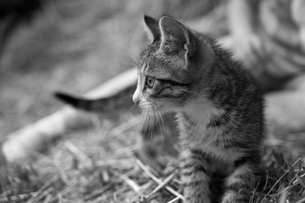 Charming tabby kitten in black and white relaxing on straw, showcasing its cute and playful nature. Nature 4K