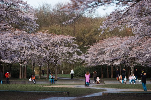 Cherry blossom trees in bloom at a park during spring with people enjoying the scenery. Anime 4K