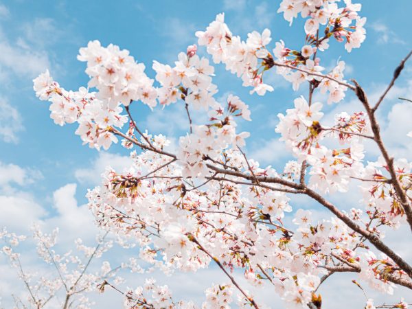 Cherry blossoms in full bloom with a bright blue sky background, symbolizing spring. Anime 4K