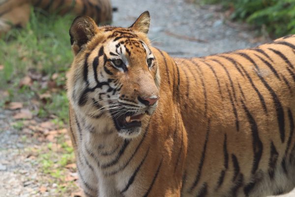 Close-up of a Bengal tiger in a natural setting, showcasing its striking orange and black stripes. Animaux 4K