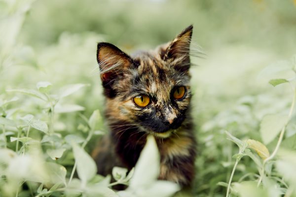 Close-up of a calico kitten with golden eyes amidst lush outdoor greenery. Nature 4K