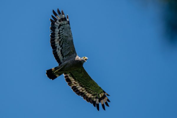 Close-up of a crested serpent eagle soaring in a clear blue sky, showcasing its striking wing patterns. Animaux 4K