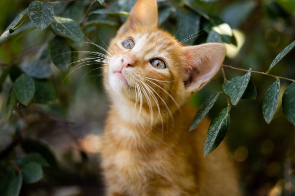 Close-up of a cute ginger kitten looking up with blurred green leaves in the background. Nature 4K