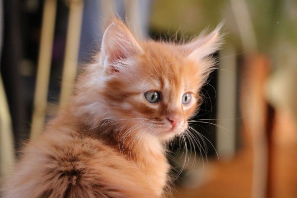 Close-up of a fluffy ginger kitten with green eyes, captured indoors in soft lighting. Nature 4K