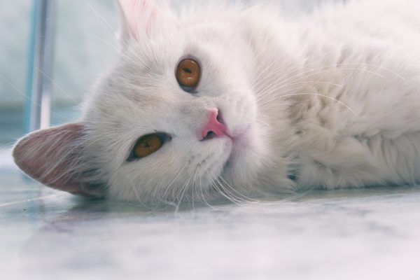 Close-up of a fluffy white domestic cat with striking amber eyes lying on a marble floor. Nature 4K