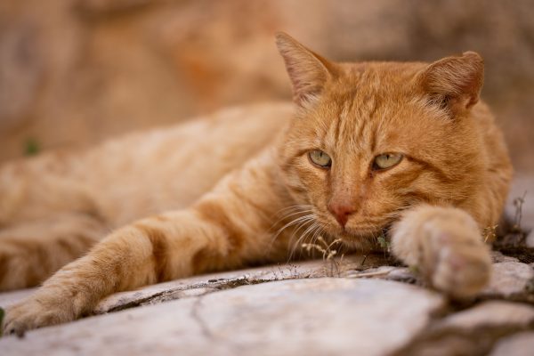 Close-up of a ginger cat lying down on stones with a blurred background, exuding calmness. Nature 4K