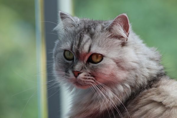 Close-up of a grey Persian cat with distinctive fur and whiskers. Nature 4K
