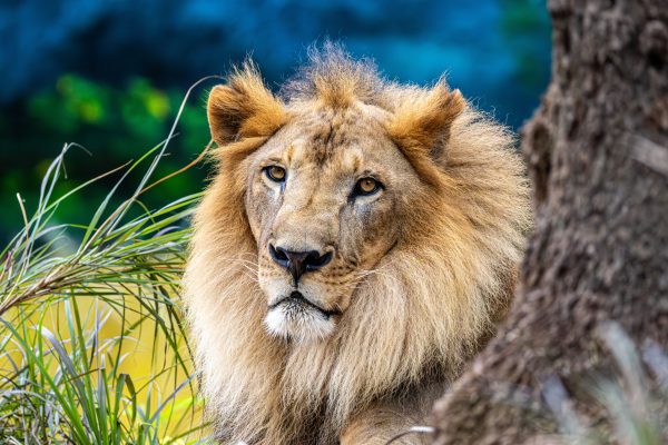 Close-up of a majestic lion in a lush environment, highlighting its mane and regal presence. Animaux 4K