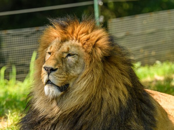 Close-up of a majestic lion in a natural setting, showcasing its regal mane. Animaux 4K