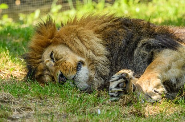 Close-up of a majestic lion lying on grass, showing its relaxed demeanor in a natural setting. Animaux 4K