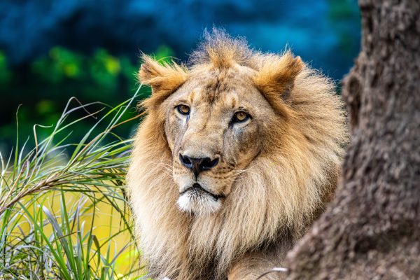 Close-up of a majestic lion resting in lush greenery offering a look into wildlife. Animaux 4K