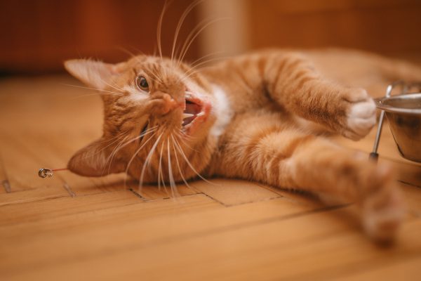 Close-up of a playful ginger cat lying on a wooden floor indoors. Nature 4K