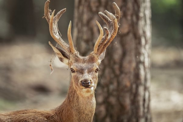Close-up of a red deer with antlers in a natural woodland setting. Animaux 4K