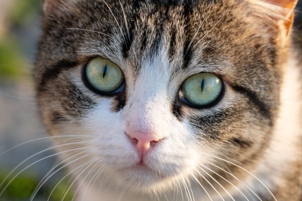 Close-up of a striped cat's face with green eyes, photographed in Istanbul, Türkiye. Nature 4K